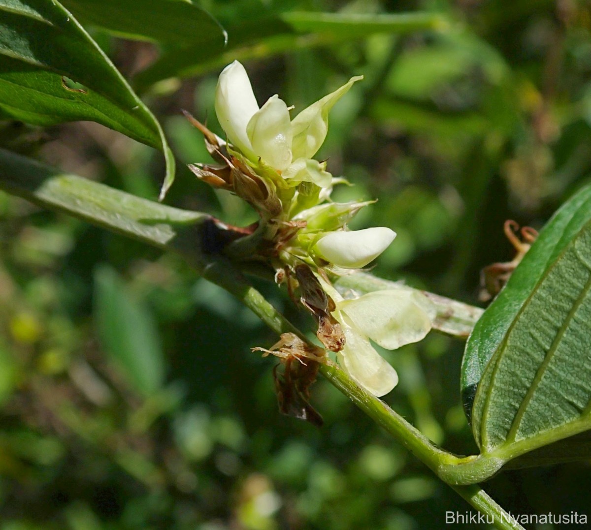 Dendrolobium triangulare (Retz.) Schindl.